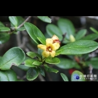 嘉大巧手掀開躲藏在樹冠上的黃色精靈　一睹唯一著生型之台灣原生杜鵑