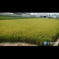 颱風可能形成　農糧署籲：勿恐慌性搶割稻榖