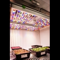 歐司朗智慧植物照明解決方案支持NASA食品生產研究
