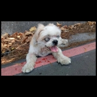 這款動保員？飼養17年盲犬走失 竟遭丟棄山區