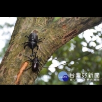 結合人本、自然和生態　桃園羊稠步道甲蟲季登場