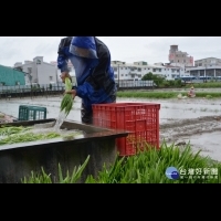 雨後災損失　台南農業災害4萬8千元