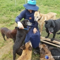 拯救台灣10萬隻流浪犬　助糧平台呼籲一起支持龐大的飼料挑戰
