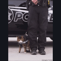 帶警貓出門執勤，下一秒的舉動...讓人完全了解為什麼只有警犬有警貓！