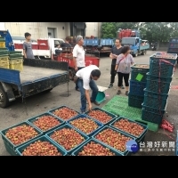 保障農民收益　台中荔枝啟動收購加工作業　
