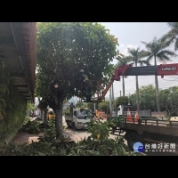 防汛期　中市修剪9千多棵行道樹
