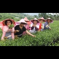 台東一日農遊 體驗採茶、做蛋捲、賞田園風光