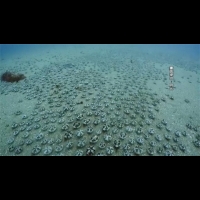 墾丁出現上萬隻海膽 遷徙畫面超壯觀