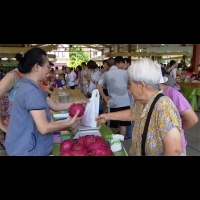 農糧署、農友義賣紅龍果 所得捐助日本災民