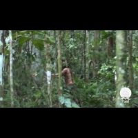 世上最孤獨的人！ 亞馬遜族人遭屠殺獨活23年