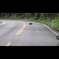 小黑熊迷路逛大街 南安瀑布緊急封閉