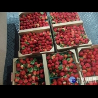 好市多進口草莓、新光三越進口伯爵茶農藥超標　遭食藥署邊境查驗退運銷毀