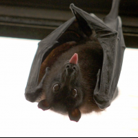 攜帶眾多致命病毒卻很長壽，蝙蝠是怎麼辦到的？