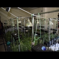 中市警方破獲水耕大麻工廠　查獲331株大麻市值上億元