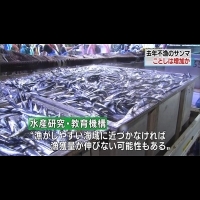 漁場內數量增加 日本今年秋刀魚可望增多