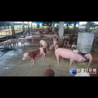 823水災全台農損達6.3億　農委會：豬、雞供貨仍穩定