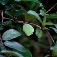甜品界的稀世珍寶，知道愛玉是台灣獨有的植物嗎？