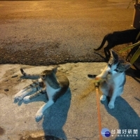 全台首創　台南流浪犬貓結紮需術後養傷口