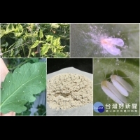 吃得更安心　害蟲剋星「爪哇擬青黴菌天然製劑」將問世