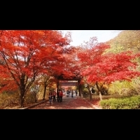 都開好等你了！日本伊豆半島、韓國雪嶽山紅葉盛綻，走訪日韓楓葉5處這樣看入門篇～