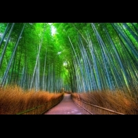【京都嵐山懶人包】嵐山景點、交通都在這