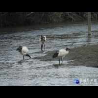 冬候鳥到訪　台北華江雁鴨季熱鬧登場