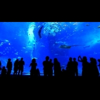 影／走訪「沖繩美麗海水族館」 　巨大鯨鯊優雅進食秘訣讓主持人直呼：「很想吐！」