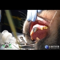 全球首例大貓熊裝牙套　「團團」有閃亮的「銀牙」