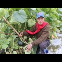 81歲農友每天下田工作　種南瓜是興趣也是運動