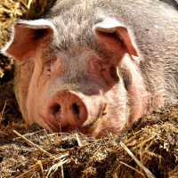 豬瘟病毒不會跨物種傳染，但仍得做好3件事守護國產豬