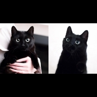 超可愛黑貓IG網紅報到！顛覆你對黑就是不吉利的刻板印象