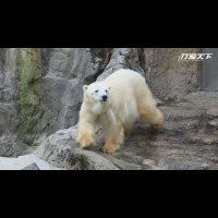 來「日本最北動物園」看北極熊、企鵝！令人怦然心動的北海道，你去過幾次了呢？