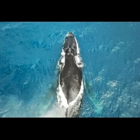 【附影片】在日本竟然能和鯨魚一起游泳!? 能成為旅遊寶貴經驗的【WHALE SWIN】就在【德之島】