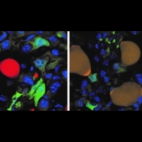 癌症細胞有可能轉換成無害細胞？