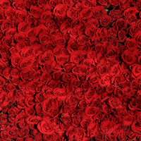 玫瑰花是最浪漫的情人節禮物？先搞清楚顏色和數量的意義！