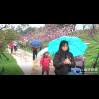 新竹公園櫻花盛開　雨中賞花別有風景