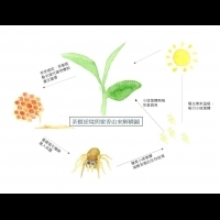 蜜香紅茶和東方美人茶的秘密：小綠葉蟬的化學作用
