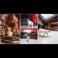 貓奴必去的朝聖點!來三重「貓廟」看貓咪,再聽黑膠當文青~