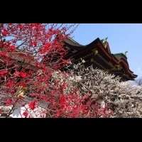 【京都】不只櫻花，還有梅花！ 專業旅人推薦的【賞梅】好去處