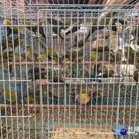 鳥店過度密集飼養鳥禽　北市動保處開罰1萬5千元