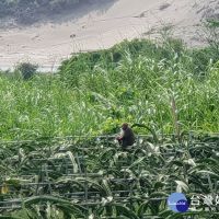 屏東防猴保衛戰　農民架設電圍網最高補助4.5萬