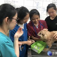 新加坡義安理工學院學生赴嘉大動物醫院實習　增加學術及文化交流
