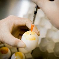 用「雞蛋」製造可抗異株 克服流感病毒突變