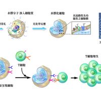 果凍細胞保留細胞生物活性 有助於幹細胞研究
