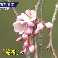 日本三大巨櫻之一 福島「三春瀧櫻」開花