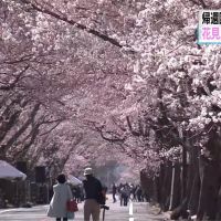 福島「夜之森」近90%櫻花樹 劃入輻射管制區