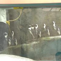 確保黑腳企鵝寶寶順利長大 動物園首度採取人工育雛
