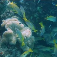 澳洲大堡礁生態浩劫 暖化嚴重珊瑚復原不易