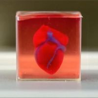 以色列創首例 發表帶有血管3D列印人工心臟