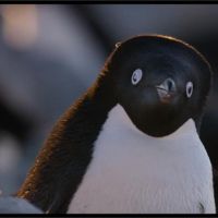 迪士尼生態紀錄片 《企鵝》揭南極奧秘 珍古德力推